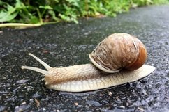 Big garden snail in shell crawling on wet road hurry home Product Image 18