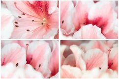 40 Pink Flower Blossom Photographs Close Up Product Image 7
