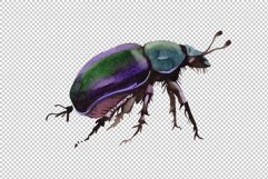 May beetle ordinary watercolor png Product Image 6