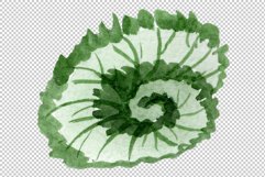 Begonia leaves Watercolor png Product Image 6