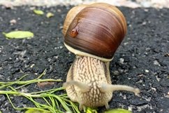 Big garden snail in shell crawling on wet road hurry home Product Image 6