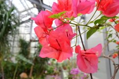 blooming flowers in the garden Product Image 1