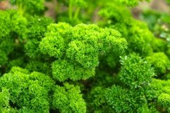 Curly parsley leaves Product Image 1