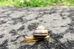 Big garden snail in shell crawling on wet road hurry home Product Image 2