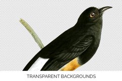 Bird Clipart Vintage Product Image 2