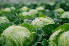 Field of cabbages growing in open ground, ready for harvest Product Image 1