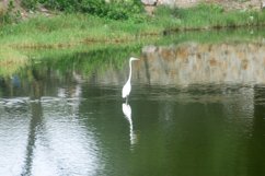 White Egret Product Image 1
