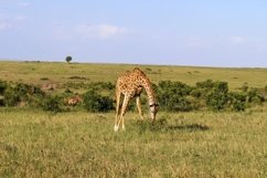 Beautiful wild giraffe in africa Product Image 1