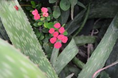 blooming flowers in the garden Product Image 1
