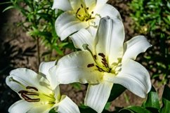 Fine wild growing flower on background meadow Product Image 1