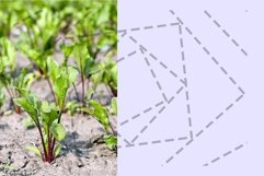 Field with red beetroot Product Image 1