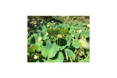 Water Lilies on Pond Product Image 1