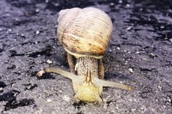 Big garden snail in shell crawling on wet road hurry home Product Image 16