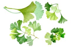 Ginkgo biloba plain green watercolor png Product Image 1