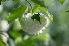 Stock Photo - Blooming viburnum buldenezh, white flowers Product Image 1