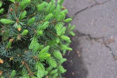 Christmas trees outdoors in the garden Product Image 1