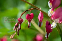 Stock Photo - Bright flower close-up on a summer day Product Image 1