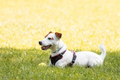 Jack Russell Terrier Product Image 1