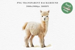 Baby Alpaca Farm Animals Clipart PNG Scrapbooking Nursery Art Image Watercolor  Transparent Print invitation shirt designs sublimation kids printable digital