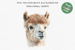 Baby Alpaca Farm Animals Clipart PNG Scrapbooking Nursery Art Image Watercolor  Transparent Print invitation shirt designs sublimation kids printable digital