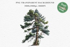 Baby Bear Forest Animals Clipart PNG Scrapbooking Nursery Art Image Watercolor  Transparent Print invitation shirt designs sublimation kids printable digital watercolor baby Bear floral, scrapbooking clipart, sublimation nursery drawing, forest animals