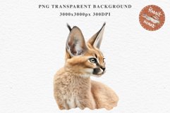 Baby Caracal Safari Animals Clipart Savanna Cats PNG Art Image Watercolor  Transparent Print invitation t-shirt designs sublimation kids printable digital watercolor cute African Baby Caracal, Safari Animals clipart, sublimation nursery drawing Savanna