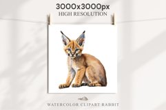 Baby Caracal Safari Animals Clipart Savanna Cats PNG Art Image Watercolor  Transparent Print invitation t-shirt designs sublimation kids printable digital watercolor cute African Baby Caracal, Safari Animals clipart, sublimation nursery drawing Savanna