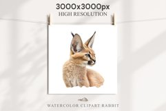 Baby Caracal Safari Animals Clipart Savanna Cats PNG Art Image Watercolor  Transparent Print invitation t-shirt designs sublimation kids printable digital watercolor cute African Baby Caracal, Safari Animals clipart, sublimation nursery drawing Savanna