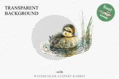 Baby Duck Duckling Birds Clipart PNG Scrapbooking Nursery Art Image Watercolor  Transparent Print invitation shirt designs sublimation kids printable digital watercolor baby duck, duckling png, birds, scrapbooking clipart, sublimation nursery art drawing