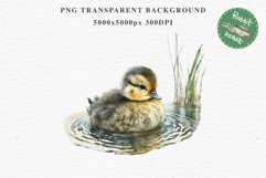 Baby Duck Duckling Birds Clipart PNG Scrapbooking Nursery Art Image Watercolor  Transparent Print invitation shirt designs sublimation kids printable digital watercolor baby duck, duckling png, birds, scrapbooking clipart, sublimation nursery art drawing