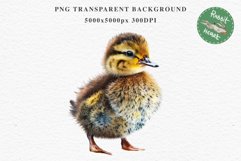 Baby Duck Duckling Birds Clipart PNG Scrapbooking Nursery Art Image Watercolor  Transparent Print invitation shirt designs sublimation kids printable digital watercolor baby duck, duckling png, birds, scrapbooking clipart, sublimation nursery art drawing