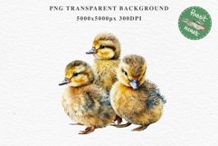 Baby Duck Duckling Birds Clipart PNG Scrapbooking Nursery Art Image Watercolor  Transparent Print invitation shirt designs sublimation kids printable digital watercolor baby duck, duckling png, birds, scrapbooking clipart, sublimation nursery art drawing
