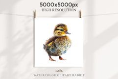 Baby Duck Duckling Birds Clipart PNG Scrapbooking Nursery Art Image Watercolor  Transparent Print invitation shirt designs sublimation kids printable digital watercolor baby duck, duckling png, birds, scrapbooking clipart, sublimation nursery art drawing