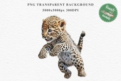 Baby Leopard Safari Animals Clipart African Wild Cats PNG Image Watercolor  Transparent Print invitation t-shirt designs sublimation kids printable digital watercolor Baby Leopard, Safari Animals clipart, sublimation nursery drawing, Savanna baby lions ca
