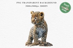 Baby Leopard Safari Animals Clipart African Wild Cats PNG Image Watercolor  Transparent Print invitation t-shirt designs sublimation kids printable digital watercolor Baby Leopard, Safari Animals clipart, sublimation nursery drawing, Savanna baby lions ca