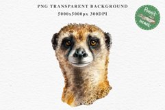 Baby Meerkat Safari Animals Clipart Savanna PNG Nursery Art Image Watercolor  Transparent Print invitation t-shirt designs sublimation kids printable digital watercolor cute African Baby Meerkat, Safari Animals clipart, sublimation nursery drawing Savanna