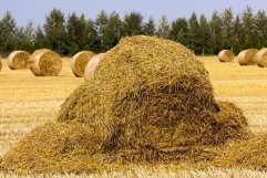 dense stacks of straw Product Image 1