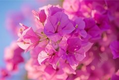 Vibrant pink bougainvillea blooms against sky Product Image 1