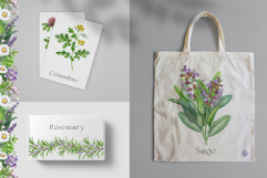 Apothecary Herbs Illustration Set Product Image 11