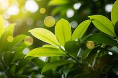 Green leaves in sunlight nature scene Product Image 1