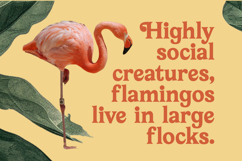 Bailey Retora - Groovy Serif Display Product Image 4