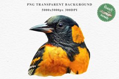 Baltimore Oriole Birds Clipart Forest PNG Nursery Art Image Watercolor  Transparent Print invitation t-shirt designs sublimation kids printable digital watercolor cute Baltimore Oriole, Safari birds bird clipart, sublimation nursery drawing Savanna