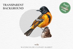 Baltimore Oriole Birds Clipart Forest PNG Nursery Art Image Watercolor  Transparent Print invitation t-shirt designs sublimation kids printable digital watercolor cute Baltimore Oriole, Safari birds bird clipart, sublimation nursery drawing Savanna