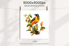 Baltimore Oriole Birds Clipart Forest PNG Nursery Art Image Watercolor  Transparent Print invitation t-shirt designs sublimation kids printable digital watercolor cute Baltimore Oriole, Safari birds bird clipart, sublimation nursery drawing Savanna