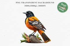 Baltimore Oriole Birds Clipart Forest PNG Nursery Art Image Watercolor  Transparent Print invitation t-shirt designs sublimation kids printable digital watercolor cute Baltimore Oriole, Safari birds bird clipart, sublimation nursery drawing Savanna