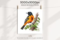 Baltimore Oriole Birds Clipart Forest PNG Nursery Art Image Watercolor  Transparent Print invitation t-shirt designs sublimation kids printable digital watercolor cute Baltimore Oriole, Safari birds bird clipart, sublimation nursery drawing Savanna