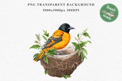 Baltimore Oriole Birds Clipart Forest PNG Nursery Art Image Watercolor  Transparent Print invitation t-shirt designs sublimation kids printable digital watercolor cute Baltimore Oriole, Safari birds bird clipart, sublimation nursery drawing Savanna