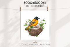 Baltimore Oriole Birds Clipart Forest PNG Nursery Art Image Watercolor  Transparent Print invitation t-shirt designs sublimation kids printable digital watercolor cute Baltimore Oriole, Safari birds bird clipart, sublimation nursery drawing Savanna