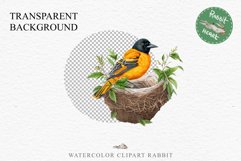 Baltimore Oriole Birds Clipart Forest PNG Nursery Art Image Watercolor  Transparent Print invitation t-shirt designs sublimation kids printable digital watercolor cute Baltimore Oriole, Safari birds bird clipart, sublimation nursery drawing Savanna