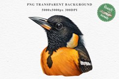 Baltimore Oriole Birds Clipart Forest PNG Nursery Art Image Watercolor  Transparent Print invitation t-shirt designs sublimation kids printable digital watercolor cute Baltimore Oriole, Safari birds bird clipart, sublimation nursery drawing Savanna